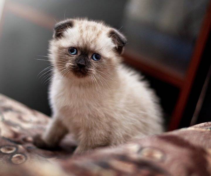 长寿的猫有3个特点，如果注意这5件事，猫咪至少活十年！