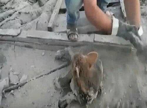 男子发现四只流浪狗, 趴在地上晒太阳, 但走近一看, 直接泪奔!