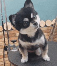 博美被哈士奇强上生下混血, 一看长相让人笑喷, 难怪没人要