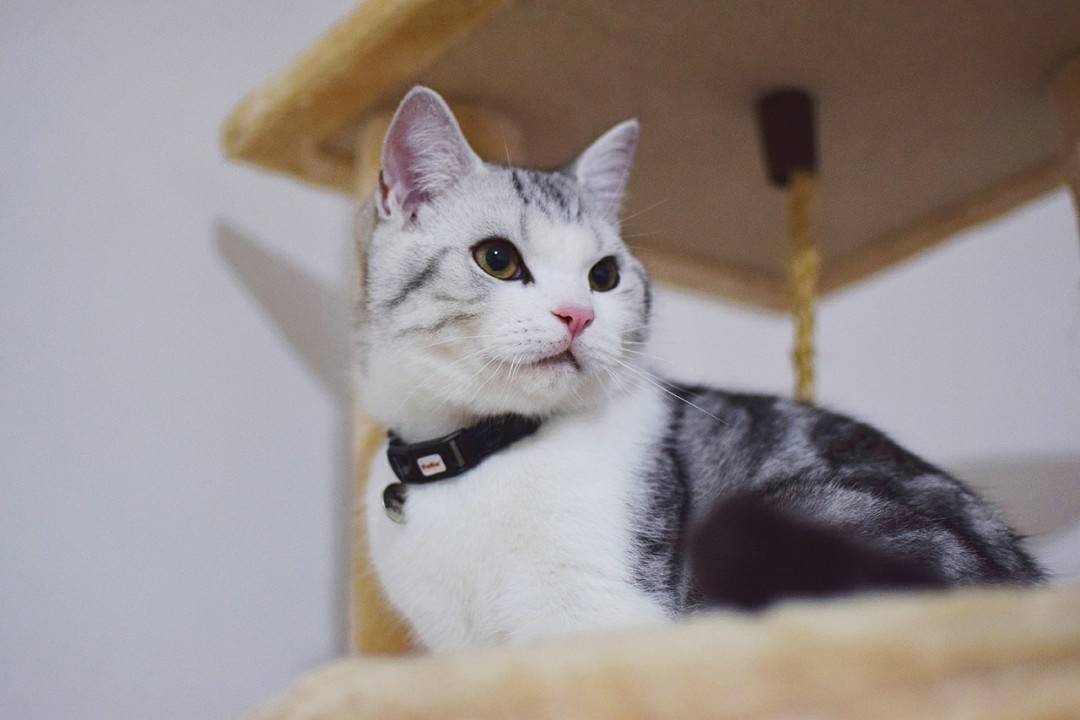 长寿的猫有3个特点，如果注意这5件事，猫咪至少活十年！