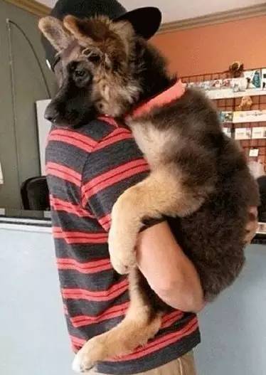 在我心里，这些才是中国最受欢迎的十种狗狗