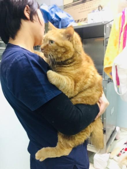 16斤巨猫被扔高架, 流浪多日, 想见主人最后一面