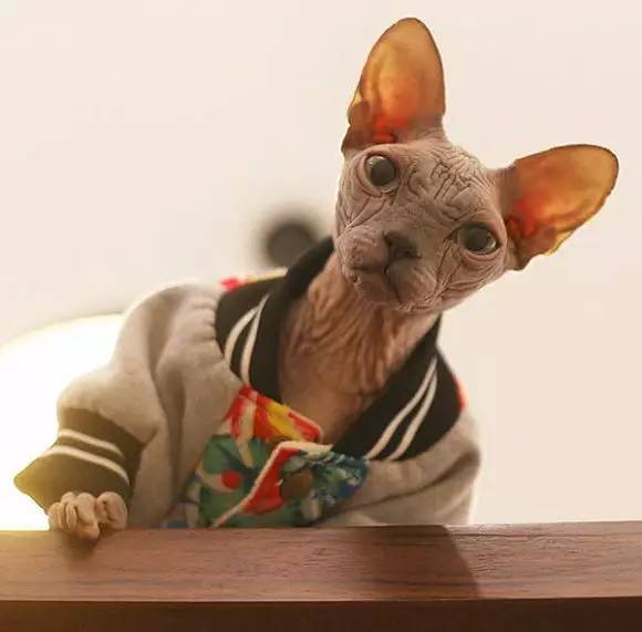 无毛猫的日常生活，带你走近神秘的无毛猫，想养一只吗？
