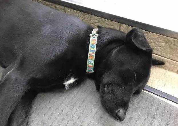 流浪狗在超市門口蹭冷氣，被自動門反復卡住不動彈