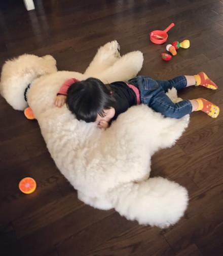 三只巨贵给女孩当玩伴又当保镖 又来骗我养狗生女儿了