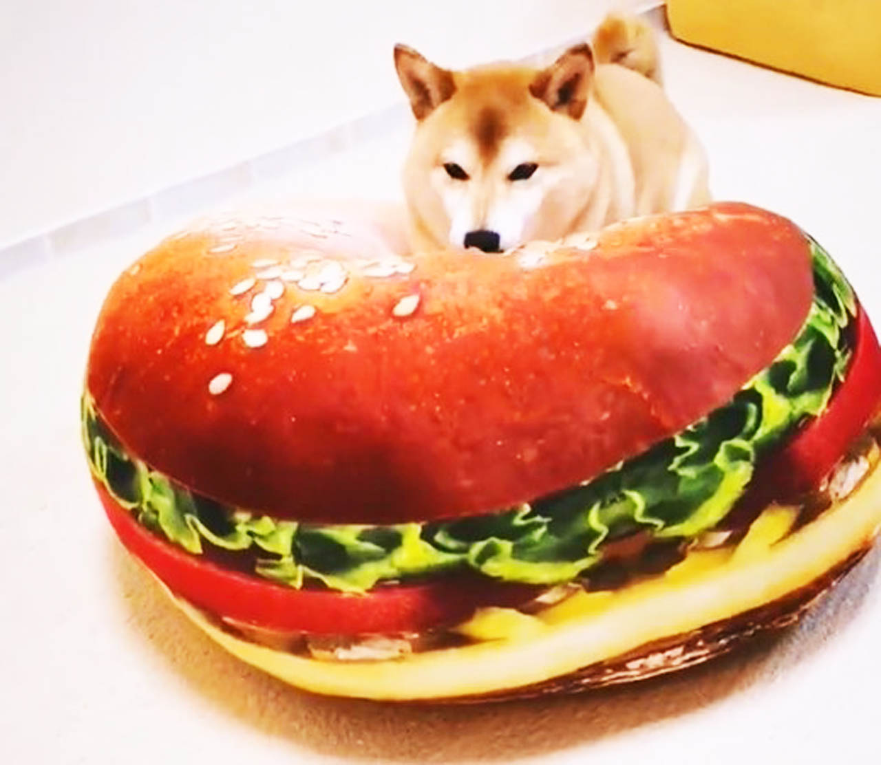 网友被柴犬气疯，想方设法报复，最后狗狗的表情，让人笑出猪叫声