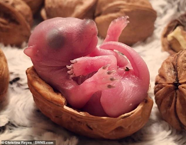 美女救下刚出生一天的小松鼠, 花了10000美元给它买了电视沙发