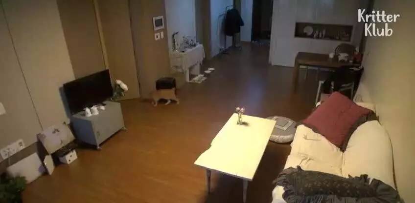 橘猫被遗弃后伤心不已，拒绝进食，暴瘦成纸片，幸好遇见了她