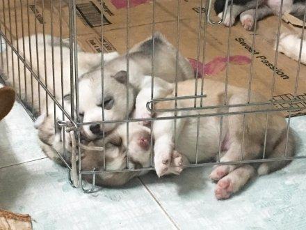 哈士奇生了5只宝宝, 睡姿一个比一个纯, 最后一只不忍直视