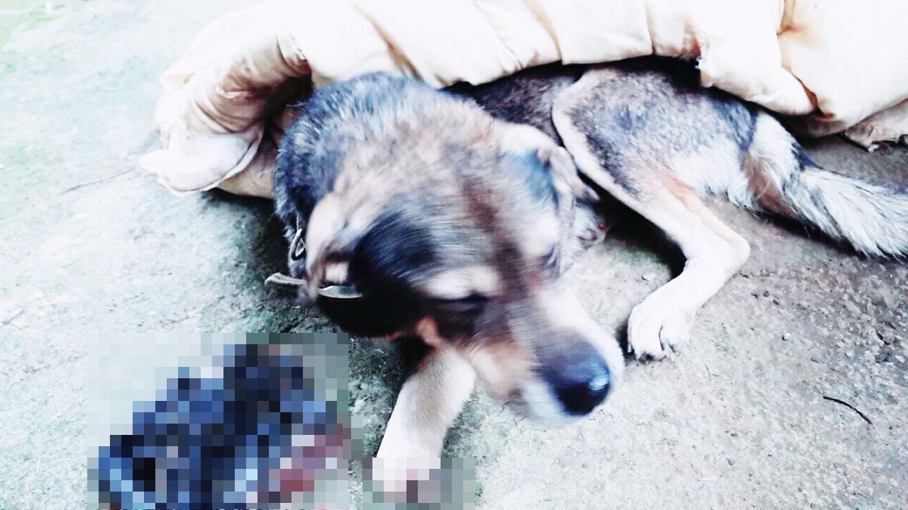 狗狗离奇失踪，1个月后，竟然少了两只前脚，忍着痛都要爬回家！