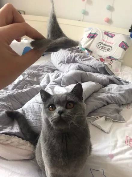 掉下来的猫毛不要丢，可以做成猫淇淋