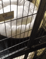 哈士奇絕對是隱藏在傻子堆里的高手！