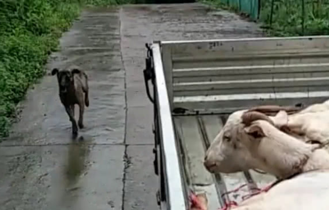 土狗在雨中, 不停地追赶汽车, 真实原因让人哭笑不得!