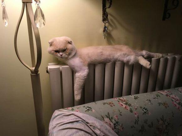 猫主子睡觉醒来, 发现脸都睡扁了, 正觉得尴尬的时候, 引起奴才开