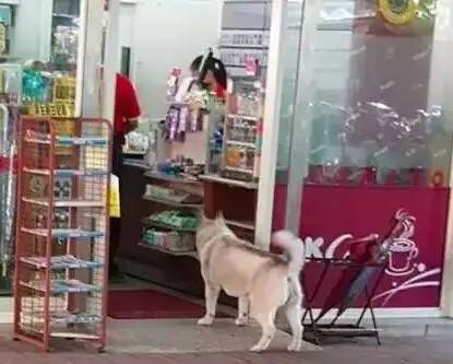 哈士奇絕對是隱藏在傻子堆里的高手！