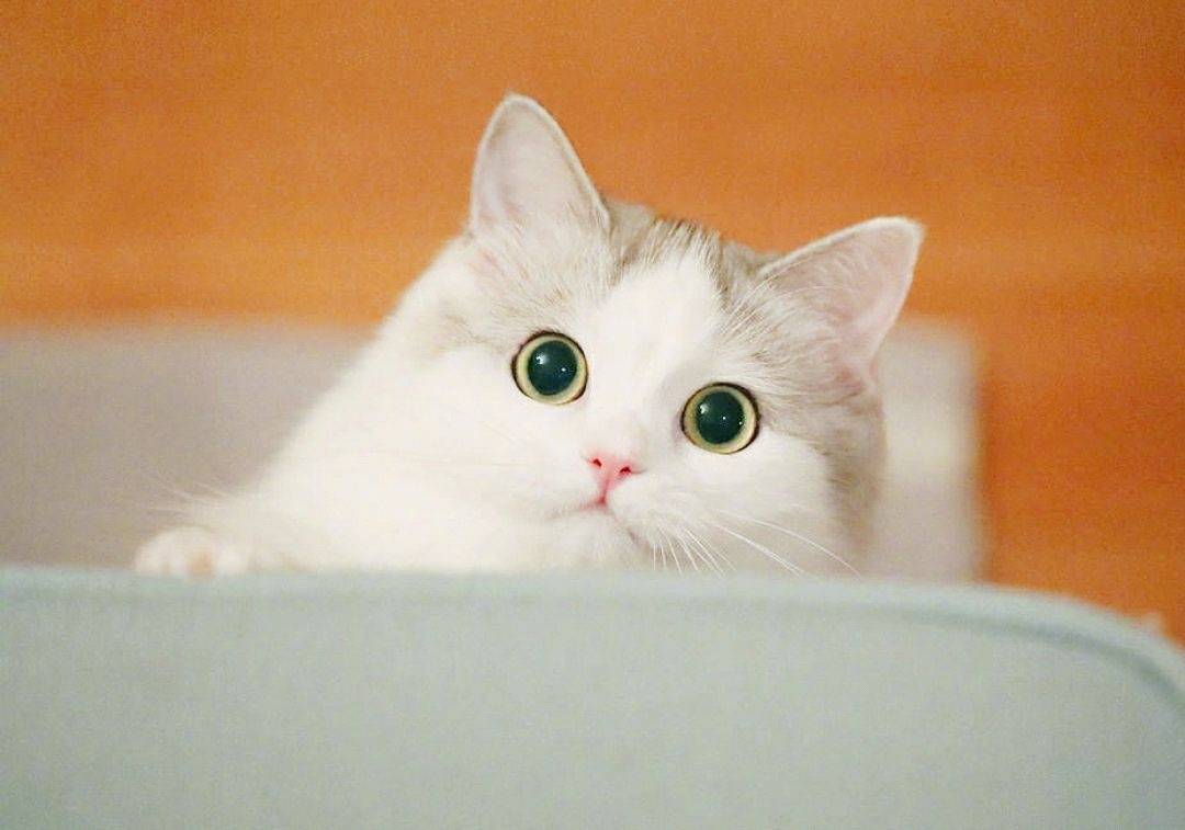 长寿的猫有3个特点，如果注意这5件事，猫咪至少活十年！