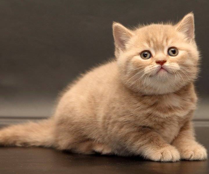 猫咪无聊的5种表现，它会喜欢骚扰主人，想让猫开心你需要做3件事