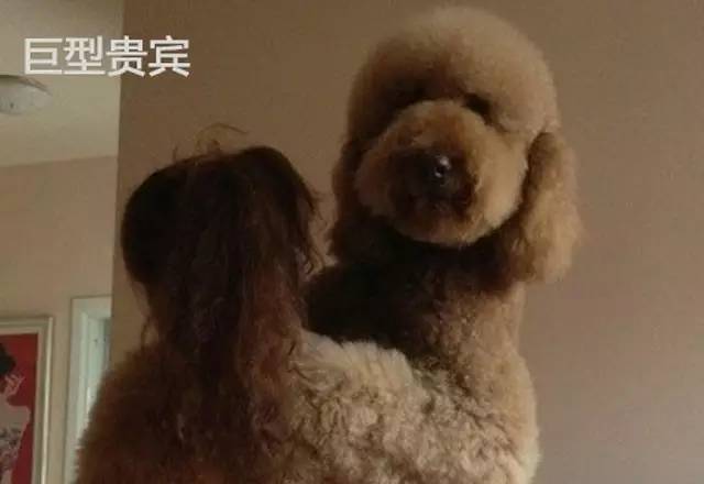 在我心里，这些才是中国最受欢迎的十种狗狗