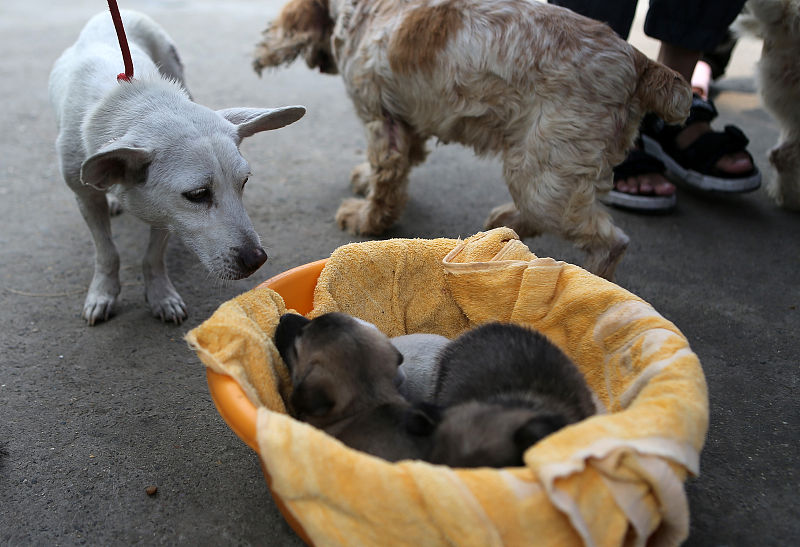 接生后没给幼犬洗澡，当心患上羊水性皮肤病