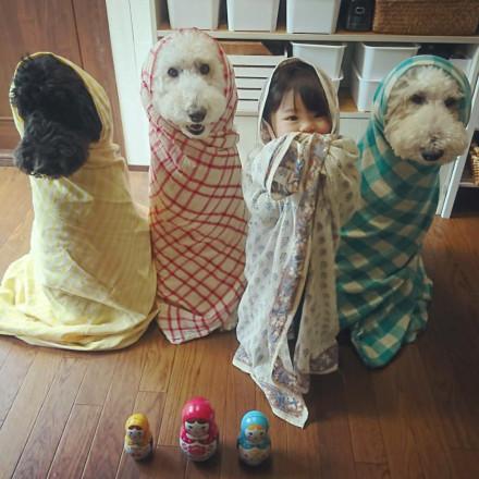 三只巨贵给女孩当玩伴又当保镖 又来骗我养狗生女儿了