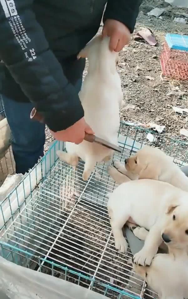 狗贩子拿菜刀架到小狗身上, 网友冲上去阻止, 真相却让人意想不到