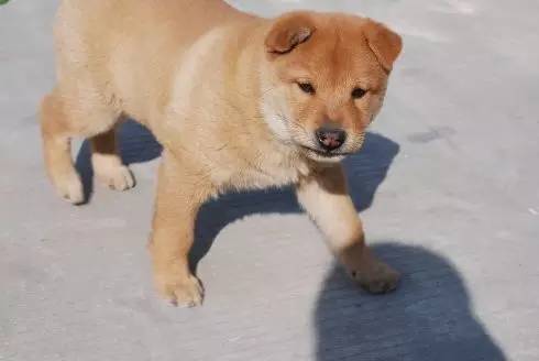 在我心里，这些才是中国最受欢迎的十种狗狗