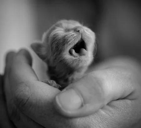 萌宠：好久没有见到这么敬业的猫咪了！?