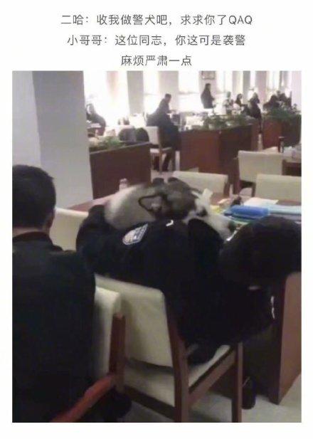 二哈偷偷溜进警校图书馆 希望当警犬 无奈被保洁阿姨拖走