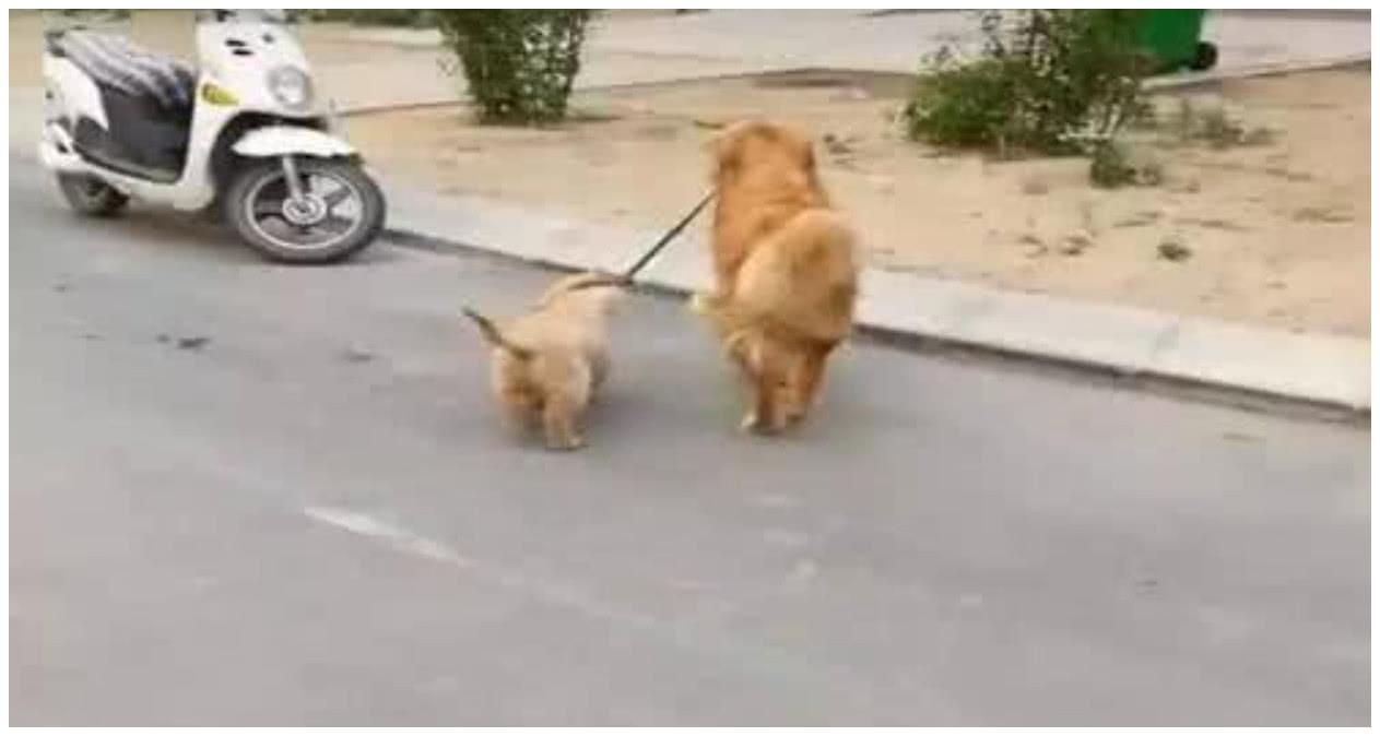 主人早上起床, 发现金毛不见, 急忙冲出去找, 真相让主人直接泪奔