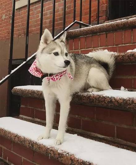 哈士奇和博美生下的孩子，長大后竟變成這樣子，美哭了...