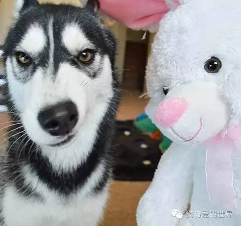 哈士奇就是哈士奇，再帥也擺脫不了蠢貨氣質！