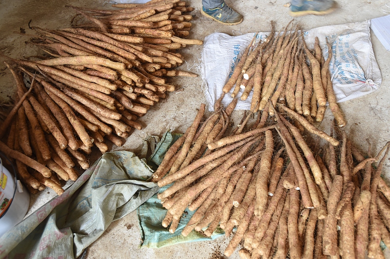 白萝卜|寒露过后，6种“根菜”要常吃，寒从脚起，多吃根菜安稳度过冷天