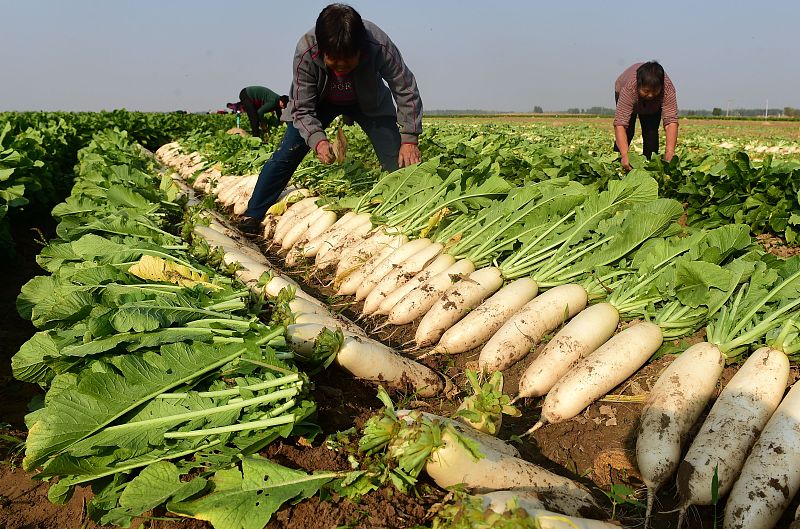 白萝卜|寒露过后，6种“根菜”要常吃，寒从脚起，多吃根菜安稳度过冷天