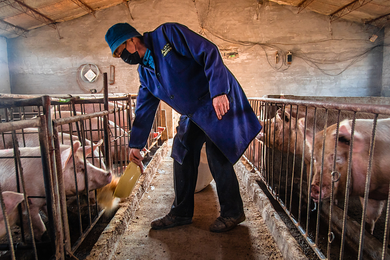 生猪价格|猪价下跌“加剧”，下行周期显现？养猪户该如何应对？看完心里有数了