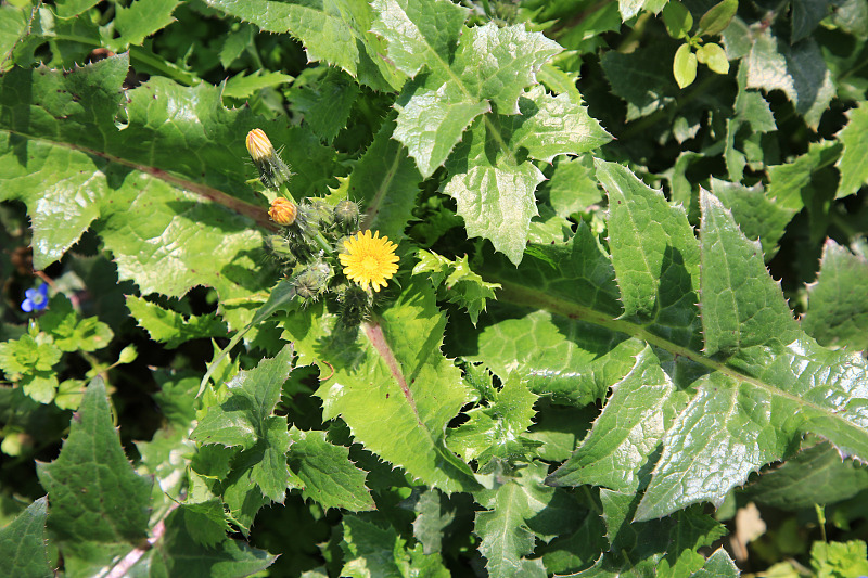 【润肺止咳】清明前后，抓紧时间吃它，三天两头吃一次，润肺止咳，增强免疫力