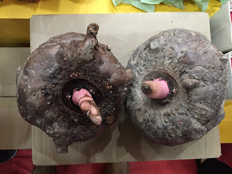 白萝卜|寒露过后，6种“根菜”要常吃，寒从脚起，多吃根菜安稳度过冷天