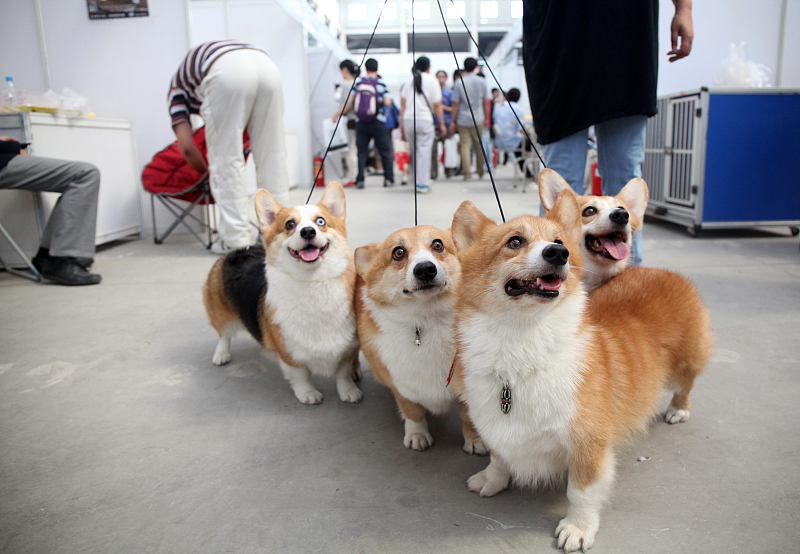 小柯基吃了2碗狗粮喝了1大碗牛奶后，就再也没站起来直接回汪星了