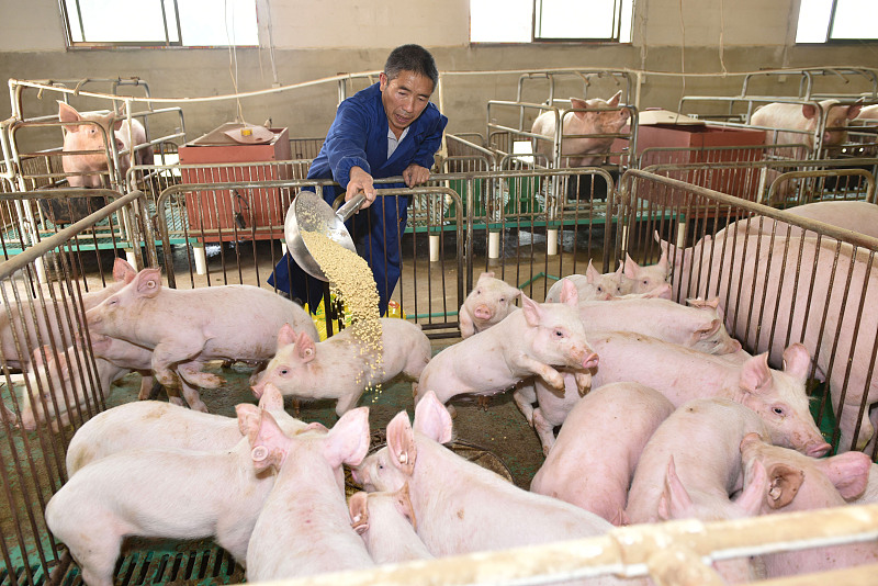 猪肉|9月13日猪价：下跌继续！猪肉回归十元时代还有多远？答案来了