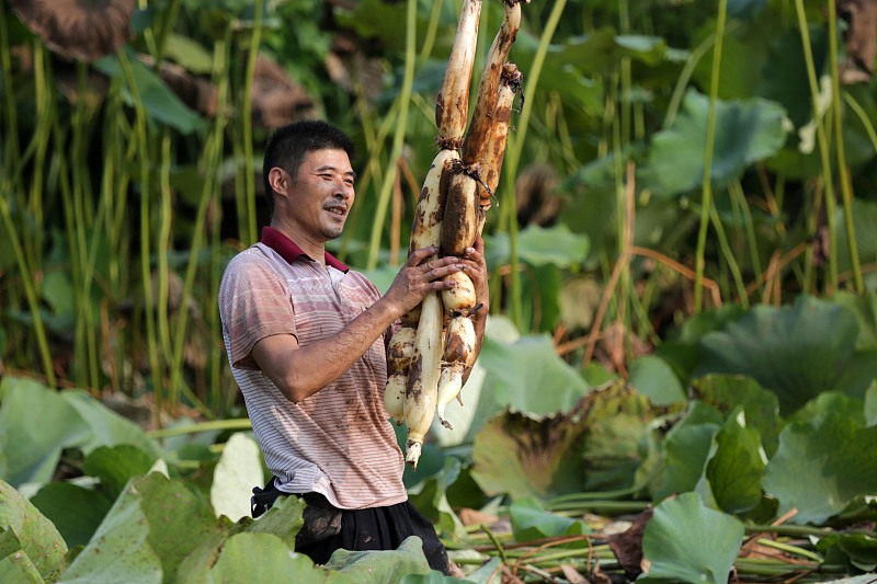 白萝卜|寒露过后，6种“根菜”要常吃，寒从脚起，多吃根菜安稳度过冷天