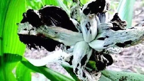 霍金为什么警告人类要离开地球？