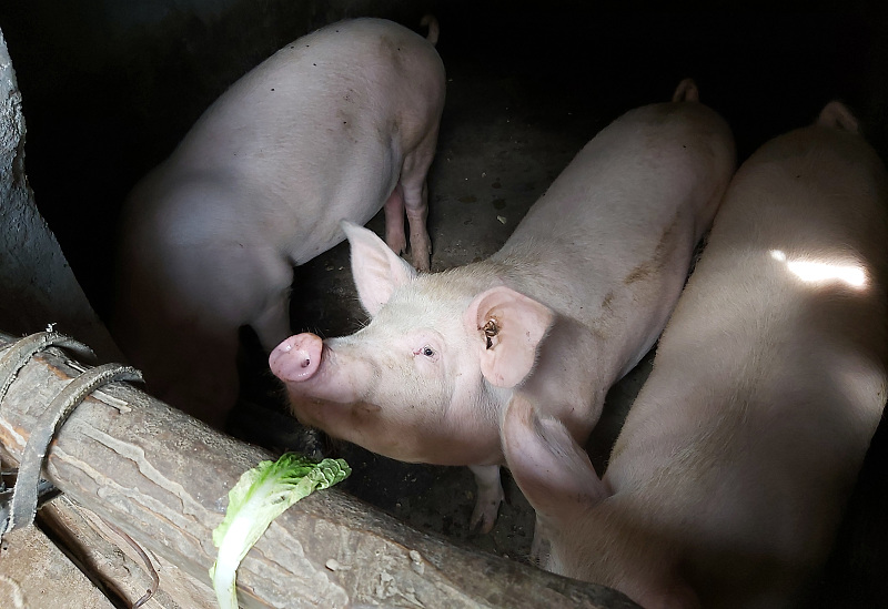 9月20日豬價“跌慘”，華北東北是“重點”，豬價要跌回15一斤？-圖3