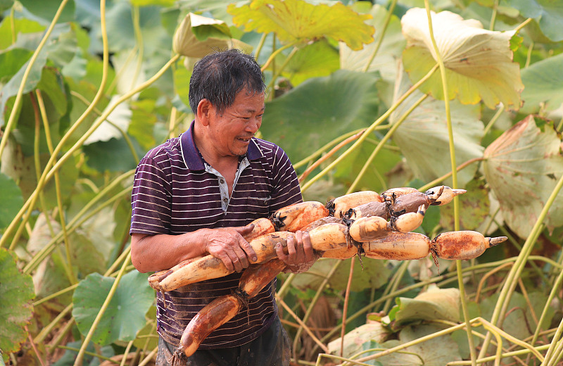 白萝卜|寒露过后，6种“根菜”要常吃，寒从脚起，多吃根菜安稳度过冷天