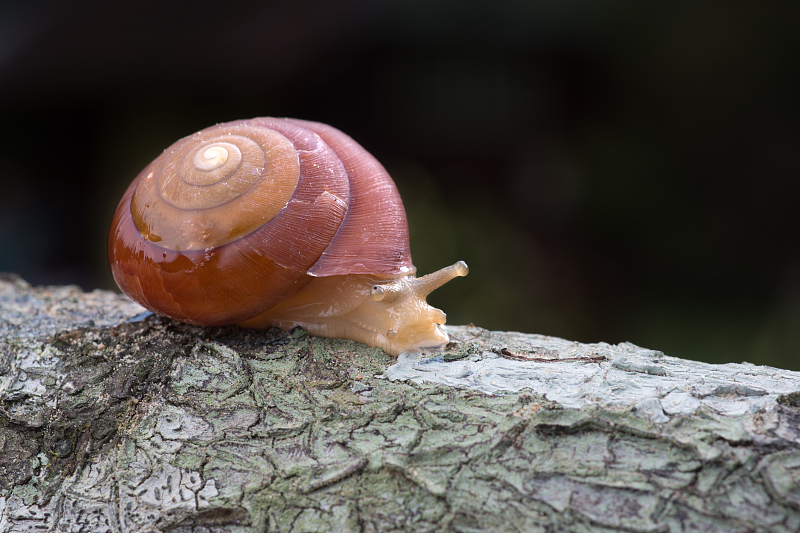  蜗牛碰上盐就会化为“一滩水”！它感觉到舒服还是痛苦？