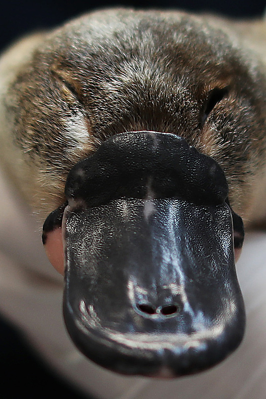  人类的恶作剧产物？鸭嘴兽长着鸭子的嘴，海狸的身体，充满了神秘