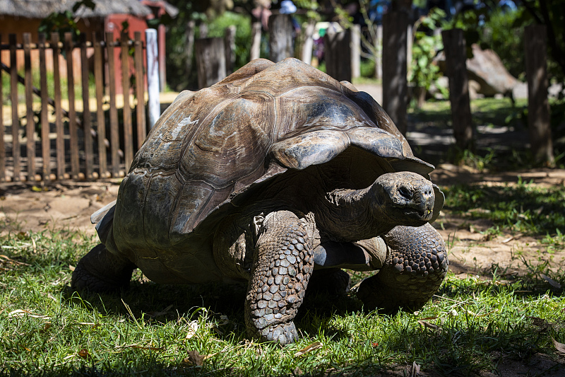 鲨鱼 活到156岁才可交配，因为太懒，它们献祭自己的眼睛只为吃饱饭
