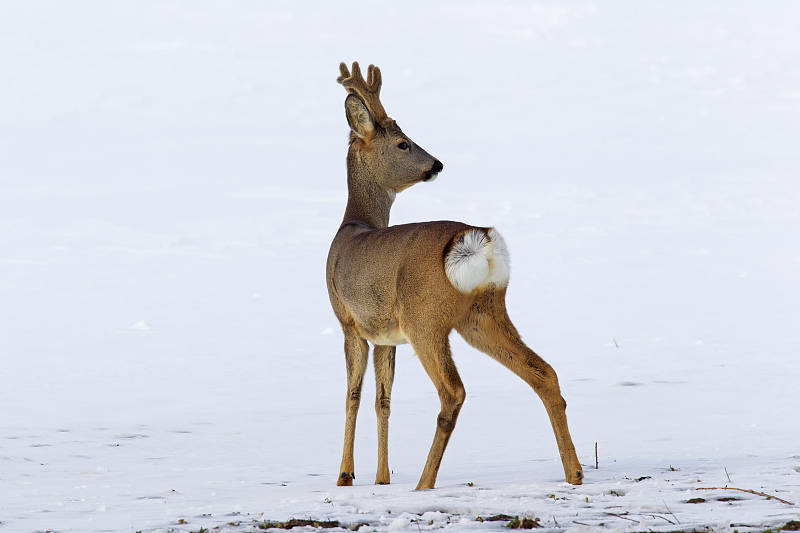 太空 狍子一点也不傻，有能力躲过虎豹捕食，只是人类不按常理出牌