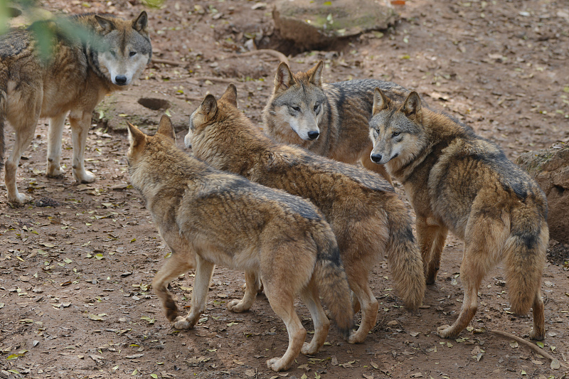 后代 ?狼群以家庭为单位,低级狼没有交配权,怎么繁殖自己的后代?