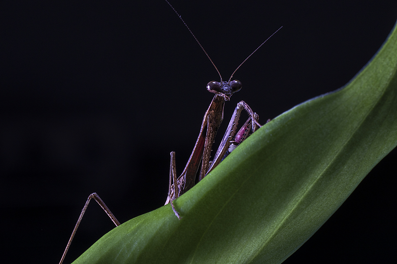 科学家 螳螂交配完后，为何母螳螂会把丈夫吃掉？网友：转头就六亲不认