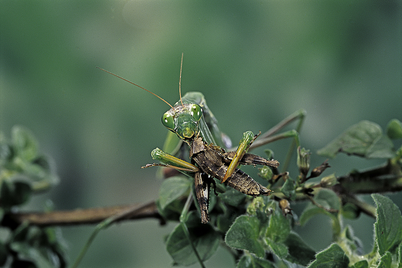 科学家 螳螂交配完后，为何母螳螂会把丈夫吃掉？网友：转头就六亲不认