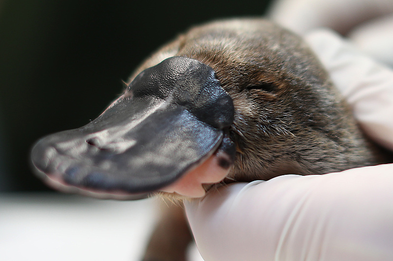  人类的恶作剧产物？鸭嘴兽长着鸭子的嘴，海狸的身体，充满了神秘
